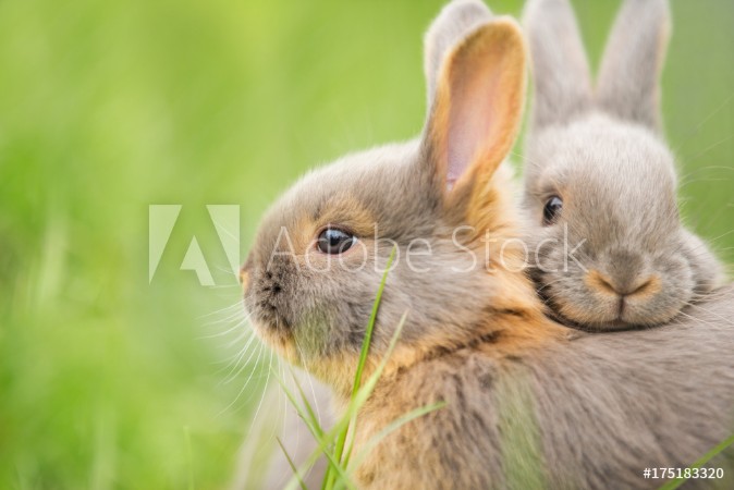 Picture of Rabbit Buddies